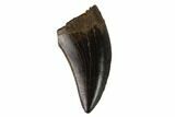 Serrated, Theropod (Raptor) Tooth - Hell Creek Formation #133591-1